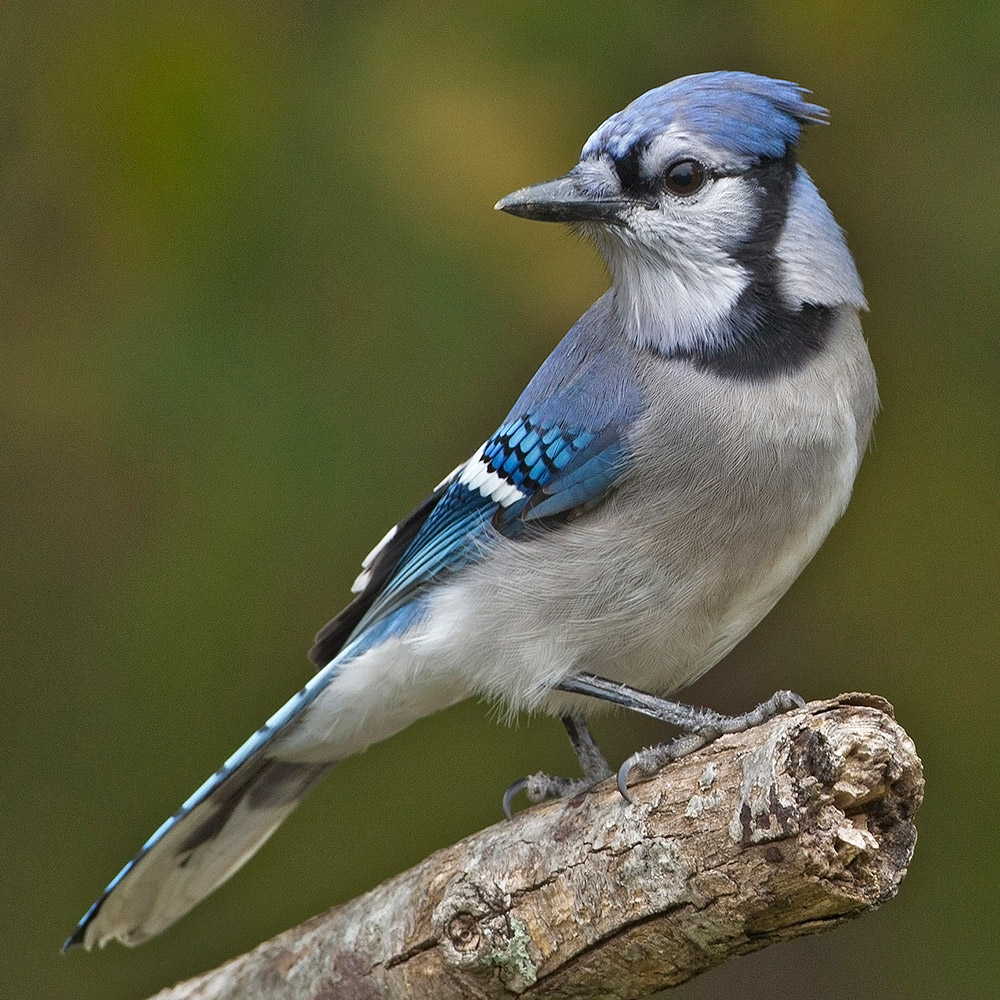 Blue Jay