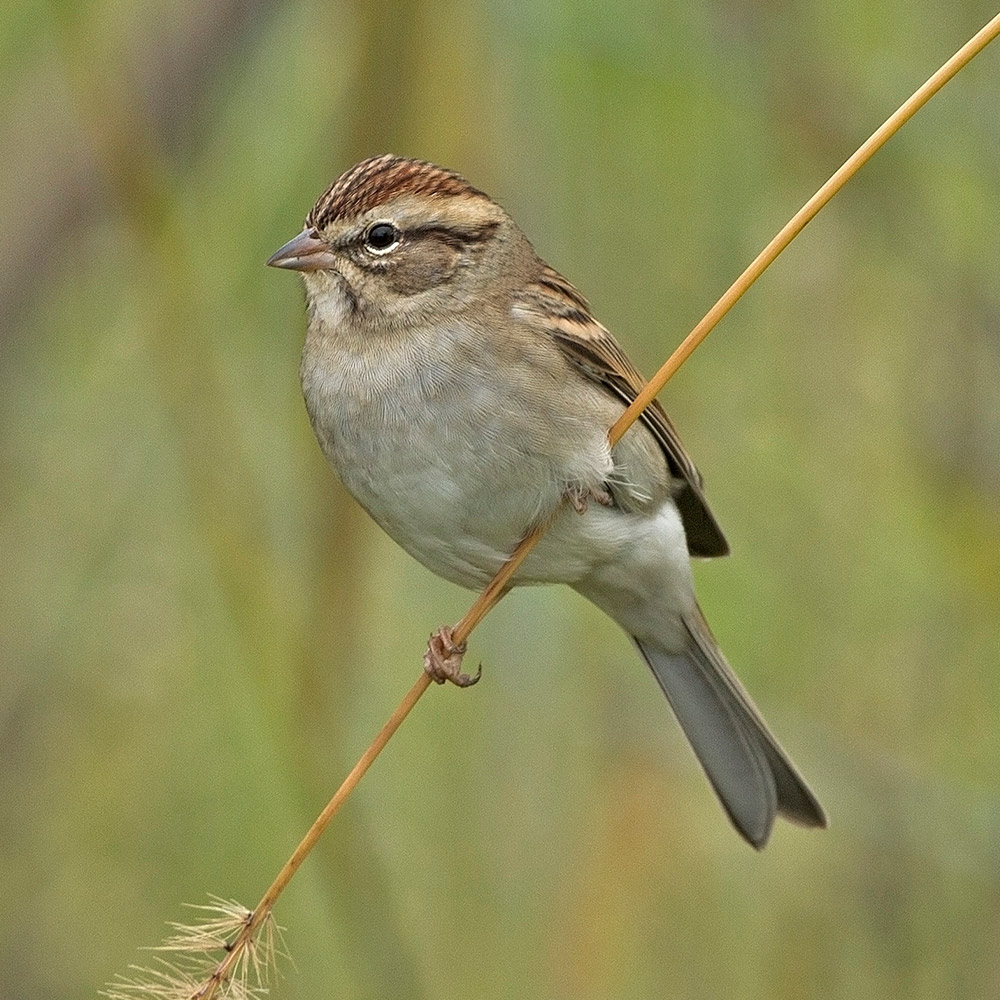 Chipping Sparrow