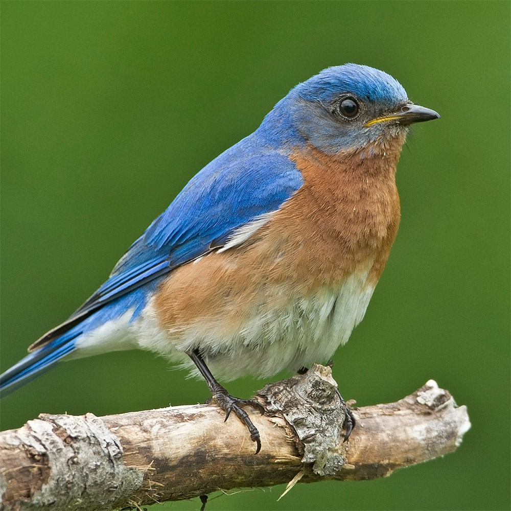 Eastern Bluebird