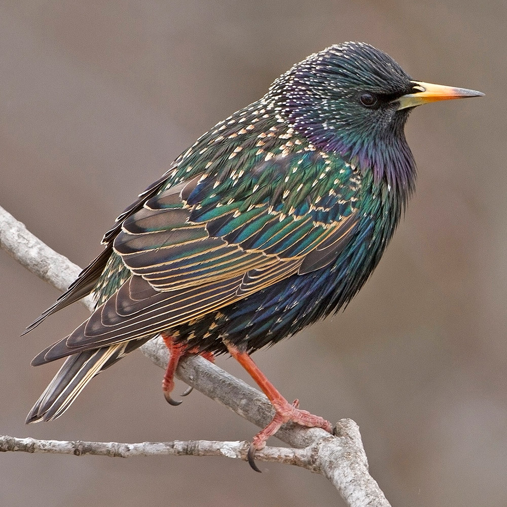 European Starling