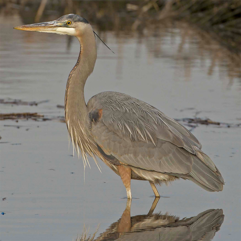 Great Blue Heron