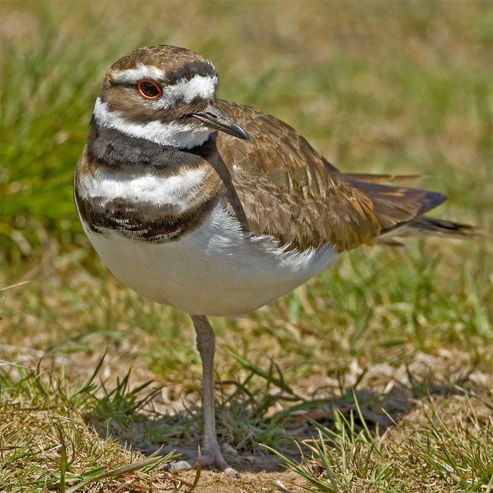 Killdeer