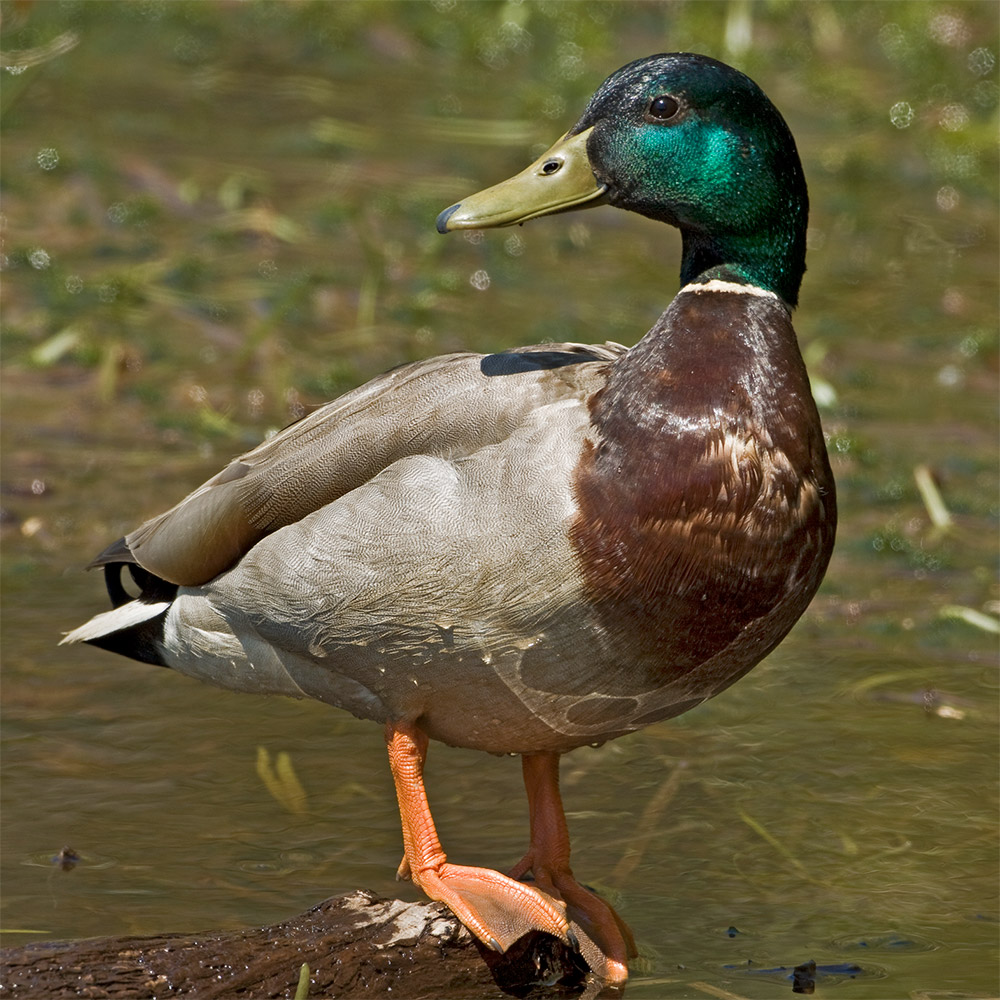 Mallard