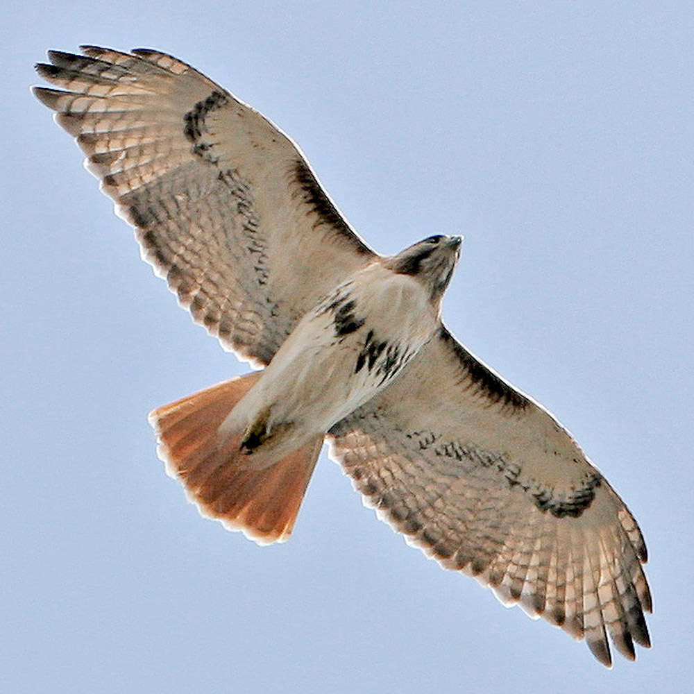 Redtailed Hawk