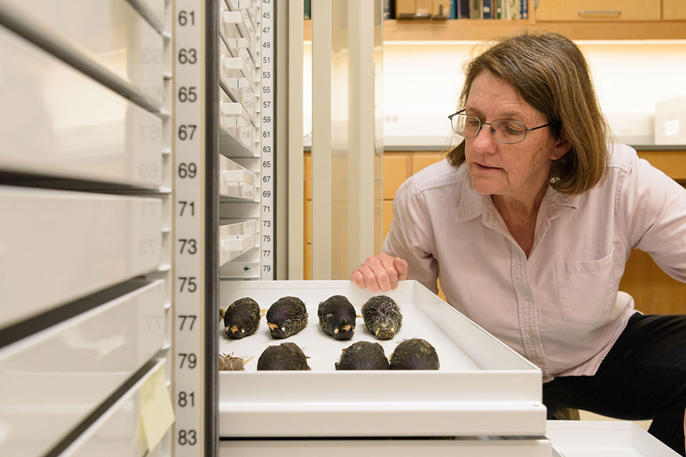 stuffed starlings Rubega is looking at here in the Biodiversity Research Collections Room in Storrs