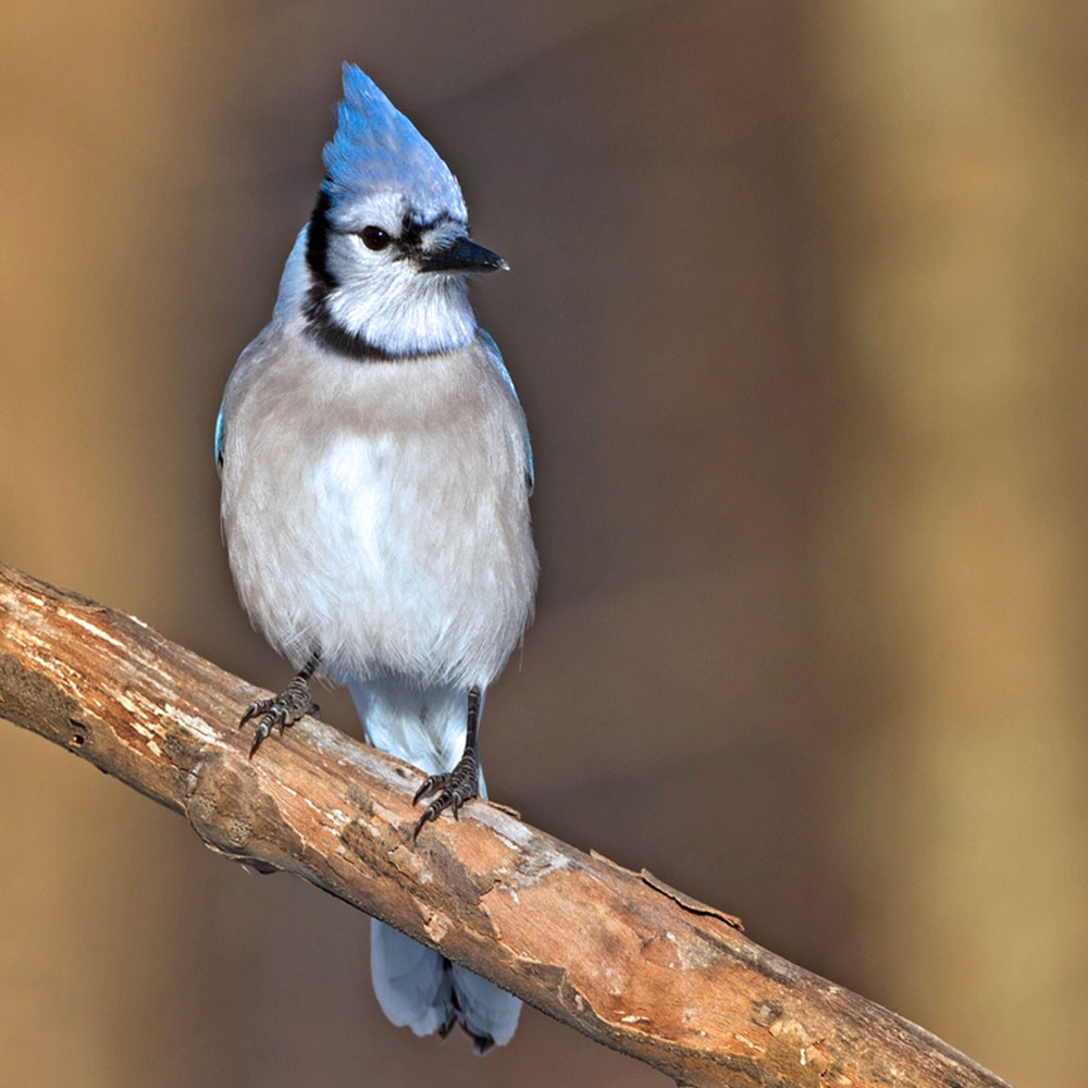 blue jay