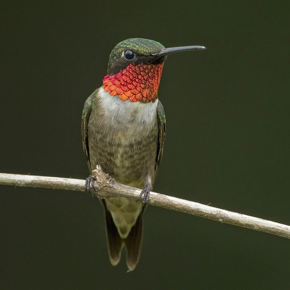 red-throated hummingbird