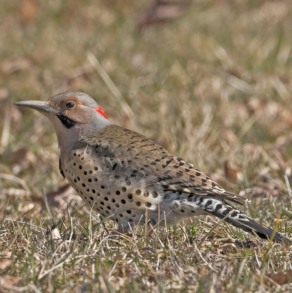 Northern Flicker